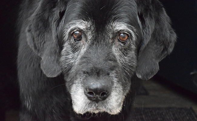 préparer fin de vie chien chat
