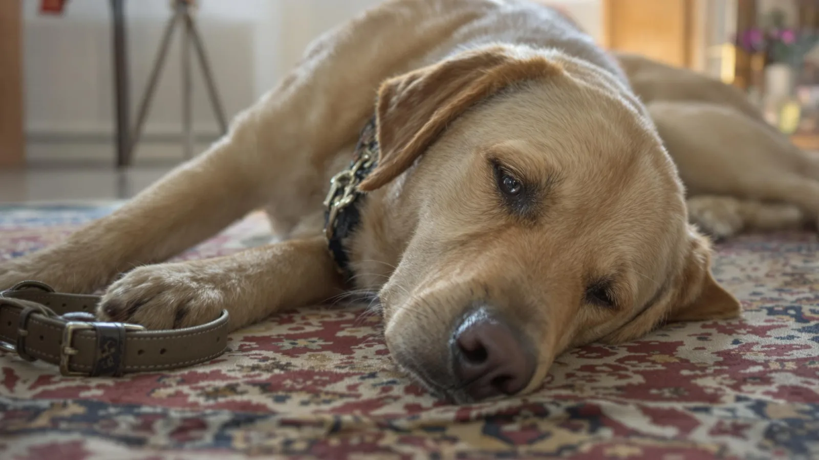 chien en deuil déprimé après perte autre chien
